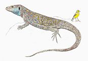 Tenerife giant lizard restoration