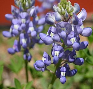 Texas Bluebonnet (Lupinus texensis)