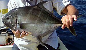 Threadfin jack 2.jpg