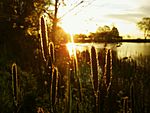 Veterans park lagoon - milwaukee.jpg