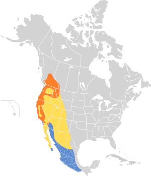 Vireo cassinii map.svg