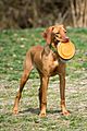 Vizsla puppy with toy