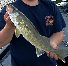 Walleye Fishing (8423020401).jpg