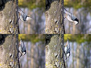 White-Breasted Nuthatch Lunch