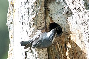 White-breasted Nuthatch (nesting) -NMP 6-11-12 3