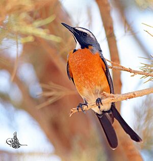 White throat Robin