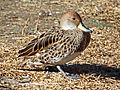 Yellow-billed Pintail RWD2