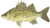 Yellow Bass.gif