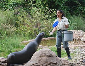 Zalophus californianus at Bronx Zoo 5