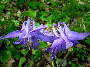 AQUILEGIA VULGARIS - GUIXERS - IB-0174