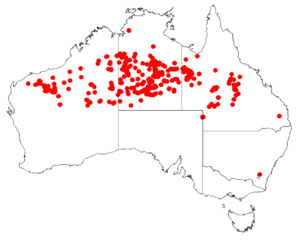 Acacia adsurgensDistMap20.png