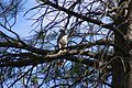 Accipiter gentilis Kaibab