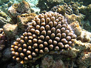 Acropora globiceps Maldives.jpg