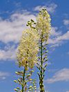 Actaea racemosa 002.JPG