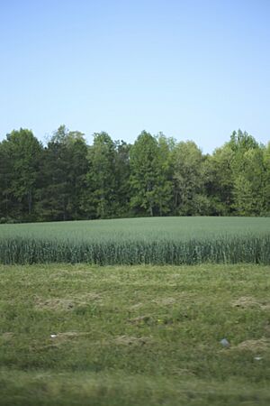 Adner, Virginia