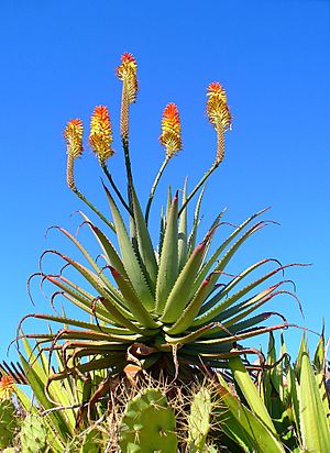 Aloe arborescens 01