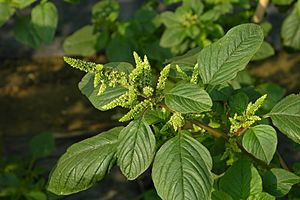 Amaranthus Spp