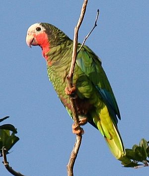 Amazona leucocephala -in tree-4cp