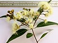 Angophora costata - inflorescence 01