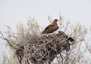 Aquila nipalensis; Baikonur 01