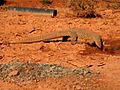 Bangara at Gidgee