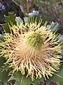 Banksia heliantha