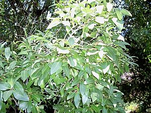 Beilschmiedia elliptica - leaves.JPG