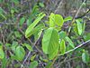 Berchemia scandens photo.jpg