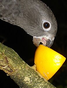 Black-parrot