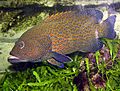 Blue-spotted.grouper.arp.jpg