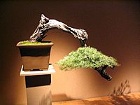 Bonsai IMG 6402