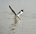 Brown-headed Gull Chroicocephalus brunnicephalus 3