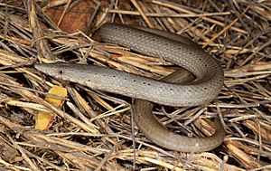 Burton's legless lizard habitat shot