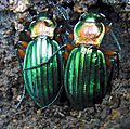 Carabus auronitens