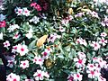 Catharanthus roseus 105