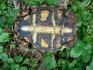 Chelonoidis carbonaria plastron cherryhead