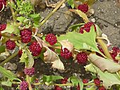 Chenopodium capitatum (Chenopodiaceae) berries