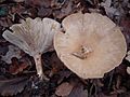 Clitocybe maxima Chémery 11.JPG