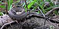 Cottonmouth (Agkistrodon piscivorus) photographed in Liberty Co., Texas. W. L. Farr