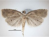 Ctenopseustis obliquana male ventral