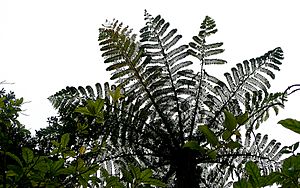 Cyathea dealbata 1