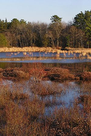 Double Trouble cranberry bog