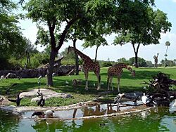 Edge-of-africa-giraffes.jpg