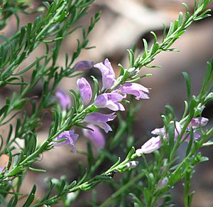 Eremophila laanii.jpg