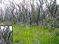 Eucalypt trees, Australia, 15 months after a bushfire