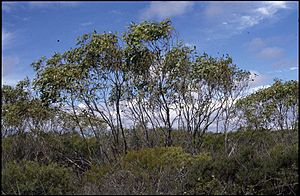 Eucalyptus absita (habit).jpg