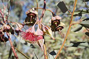 Eucalyptus alatissima.jpg