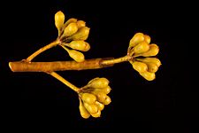 Eucalyptus buprestium buds