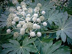 Fatsia japonica