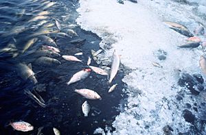 Fish Kill 745F2A9C-65B8-D693-7ABA3282F6A1ECE4